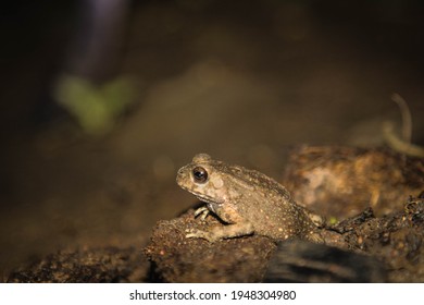 A Close Up Of The Golden Toad At Night.