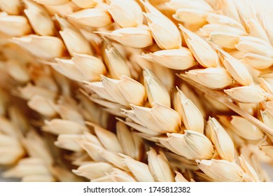 Close up of golden wheat as detail background. Agriculture concept. - Powered by Shutterstock