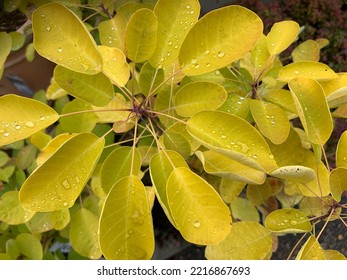 Close up of the golden yellow leaves of the deciduous perennial garden plant Cotinus coggygria Golden Lady or smoke tree with raindrops.