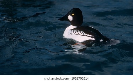 Close Up Of Goldeneye Duck