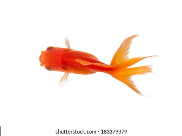 Poisson Rouge Bocal Images Stock Photos Vectors Shutterstock