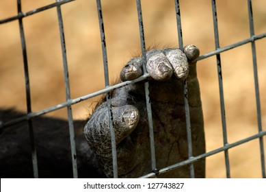 57 Gorilla nail Images, Stock Photos & Vectors | Shutterstock