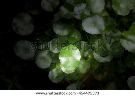 Similar – Image, Stock Photo Lights in the forest