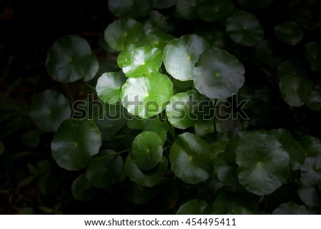 Similar – Image, Stock Photo Lights in the forest