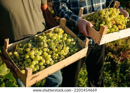 Close up grape field two boxes with ripe white grapes in hands of winemaker male field workers. Sunlight illuminates harvest. Large ripe bunches berries lie beautiful in containers