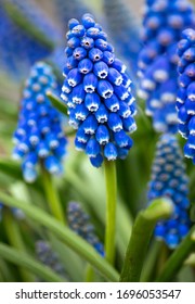 Close Up Of Grape Hyacinth