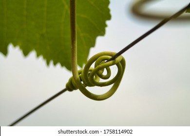 Close Up Of  Grape Tendril  Rolled Up On Support Cable, Copy Space