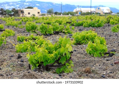 Close Up Of Grape Vine In Santorini Vineyard, Greece 