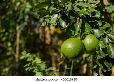 Close Up Of Grapefruit On A Tree