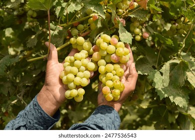 Close up of grapes bunch on hand. A man holding grapes bunch in hand. Grapes garden with tasty and ripped grapes. Harvesting grape concept. Instant energy source. With selective focus on subject. - Powered by Shutterstock