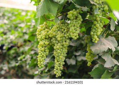 Close up of Grapes Hanging on Branch in Grapes Garden. Sweet and tasty white grape bunch on the vine. Green grapes on vine shallow depth of field. Branch of grapes ready for harvest. Selective Focus.