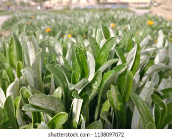 Close Up grass