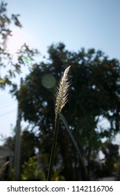 Close up of grass