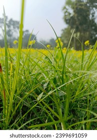 A close up of grass
