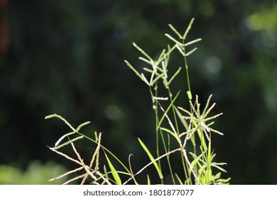close up of grass with a blurred background