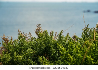 Close Up Of Grass By The Sea