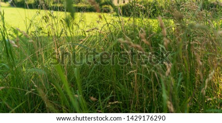 Similar – summer Summer Grass Green