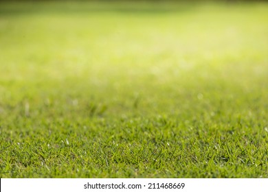 Close Up Grass Field For Background