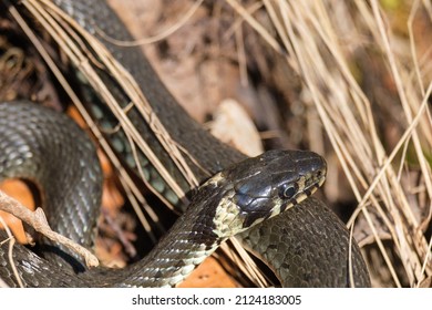 848 Snake sunbathing Images, Stock Photos & Vectors | Shutterstock