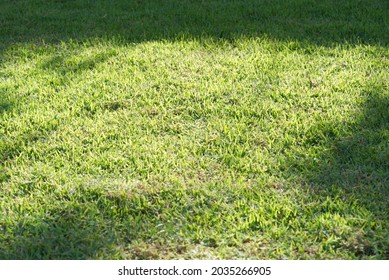 Close up of grass with soft light.