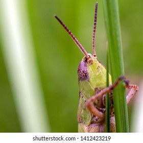 Close up of a grasshopper