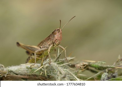 Close up of a grasshopper