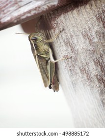 Close up of a grasshopper