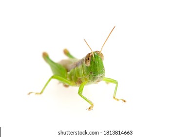 Close Up Grasshopper Face Isolated On White Background.