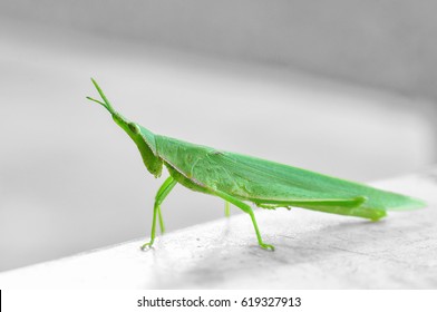 Close up of a grasshopper on the table.