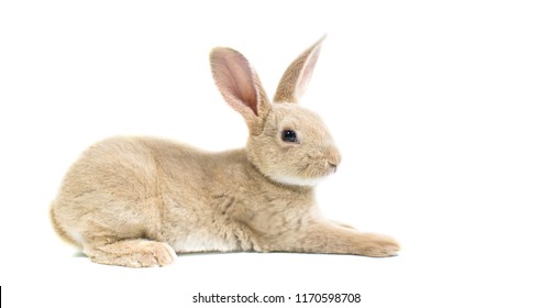 Close up gray baby rabbits 3 month old on a white background. Single of Short hair adorable baby rabbit, Beautiful easter bunny rabbit use for easter holiday concept. (color : Brown, Black, dot, gray)