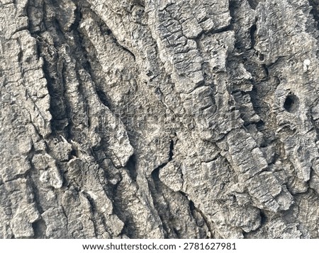 close up of gray bark object