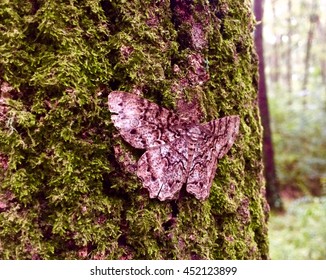 Close Up Of A Gray Butterfly On A Mossy Oak Tree.