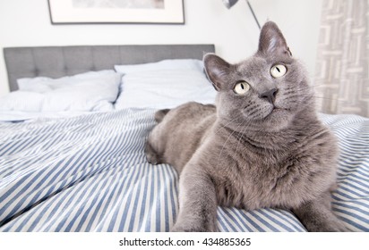 Close Up Of A Gray Cat Relaxing On Blue Striped Sheets Chewing Toy Wand