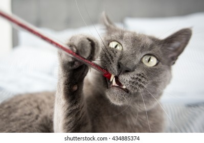 Close Up Of A Gray Cat Relaxing On Blue Striped Sheets Chewing Toy Wand