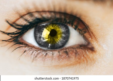 close up gray Eye with yellow Illuminating in centre, concept photo of year color, 2021.