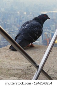 A Close Up Of A Gray Pigeon Perched On The Empire State Building Overlooking The City On Hazy Day