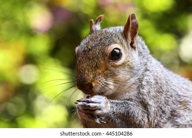 Close up of a gray squirrel