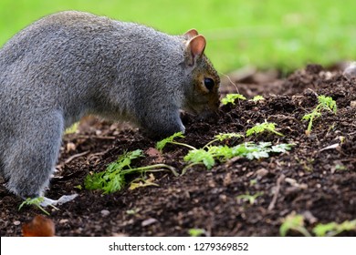 Close up of a gray squirrel (sciurus carolinensis) digging up a flower bed