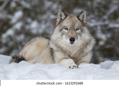 486 Wolf laying down Images, Stock Photos & Vectors | Shutterstock