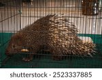 Close up of gray-haired porcupine, Hystrix javanica or Sunda porcupine Species of mammal