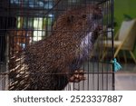 Close up of gray-haired porcupine, Hystrix javanica or Sunda porcupine Species of mammal