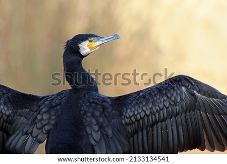 Close up of a great black cormorant (Phalacrocorax carbo) showing its feathers. Portrait of a water bird drying its wings in the sun. Majestic wild bird with natural yellow background.