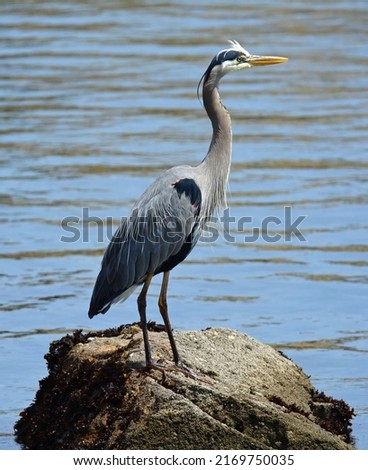 close up of a great blue heron standing upright on the boulders near morro rock in san luis obispo county on the central coast of california
