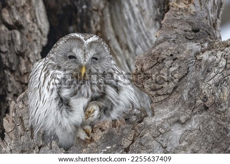 Close up of a great gray owl perched inside a tree hole