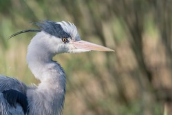 Close Up Of A Great Grey Heron, Photographed In The Netherlands.