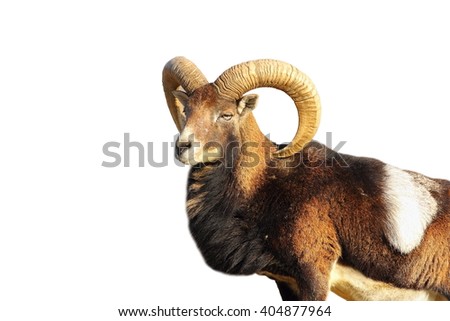 close up of great mouflon ram isolated over white ( Ovis orientalis )
