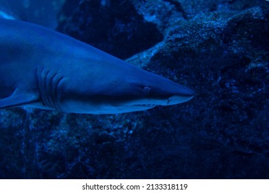 Close Up Of Great Shark Swimming Underwater, Inhabitants Of The Sea World