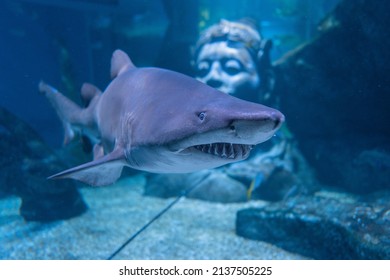 Close Up Of Great Shark Swimming Underwater, Inhabitants Of The Sea World