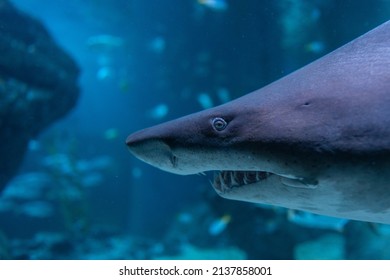 Close Up Of Great Shark Swimming Underwater, Inhabitants Of The Sea World