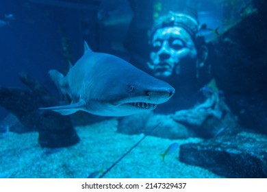 Close Up Of Great Shark Swimming Underwater, Inhabitants Of The Sea World